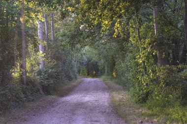 Güneşli yaz gününde kırsal yol