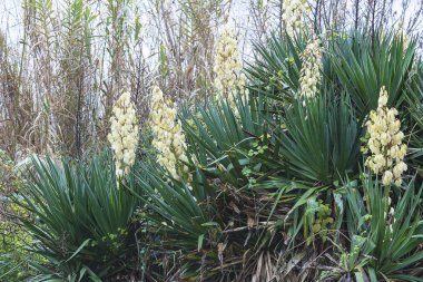 Güzel çiçeklenme yucca filamentosa