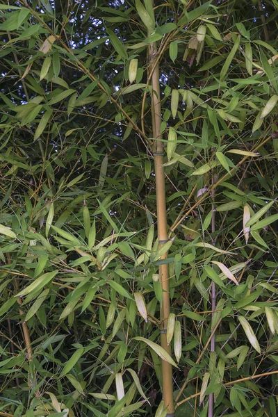 Beautiful bamboo forest close up — Stock Photo, Image