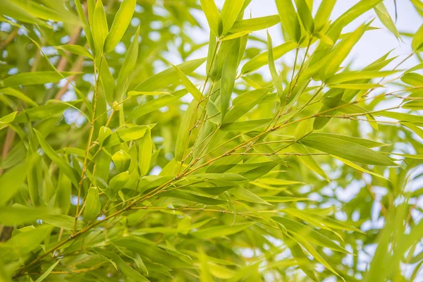 Beautiful leafs of golden bamboo against the sky on sunny day — Stock Photo, Image