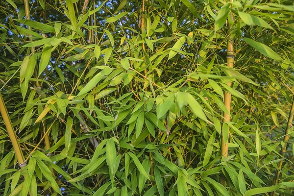 Beautiful bamboo leaves and stems background — Stock Photo, Image