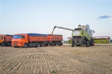 Mısır gevreği hasat konsepti. Hasat kamyonu yükleme kamyonunu birleştirin