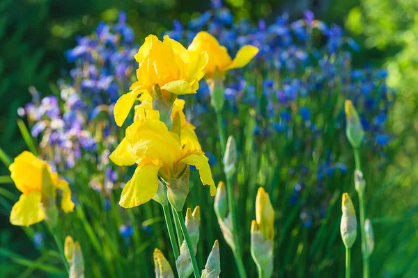 Lindas Flores Amarelas Íris Florescendo Jardim Ensolarado — Fotografia de Stock