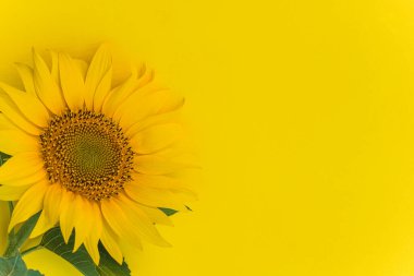 Sarı ayçiçekli tebrik kartı için güzel bir arkaplan 