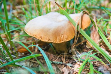 Ormanda güzel mantarlar