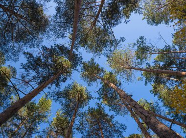 Mavi gökyüzüne karşı Pinetops
