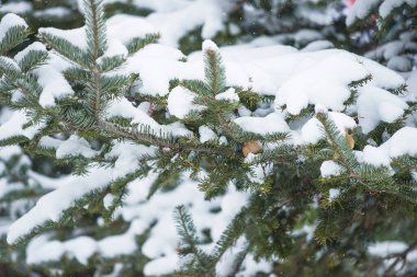 Noel tebrik kartı. Karlı köknar dalları kapanıyor