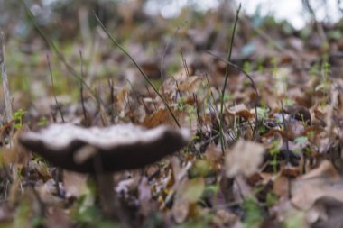 Kahverengi doğal sonbahar arkaplanı