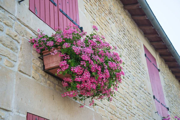 Beautiful decorated old building by purple pelargoniums in pot