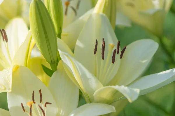 White lilies close up on sunlight
