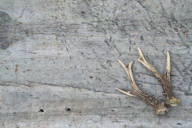 Güzel geyik boynuzları eski boyasız ahşap arka planda.