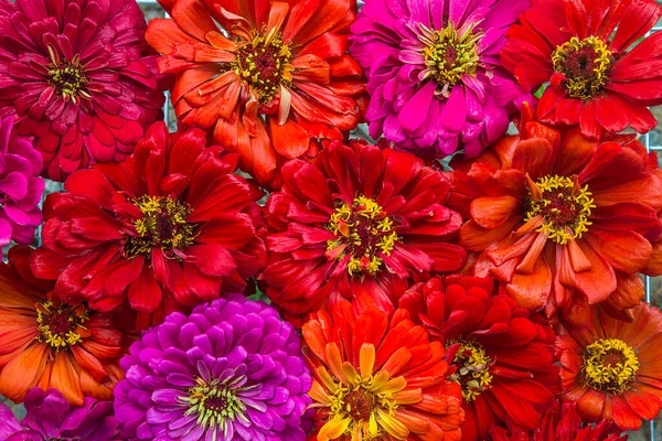 Bellissimo Sfondo Floreale Fiori Zinnia Rosso Viola — Foto Stock