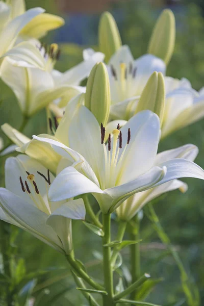 Lys Blancs Fleurissant Dans Jardin Été Par Une Journée Ensoleillée — Photo