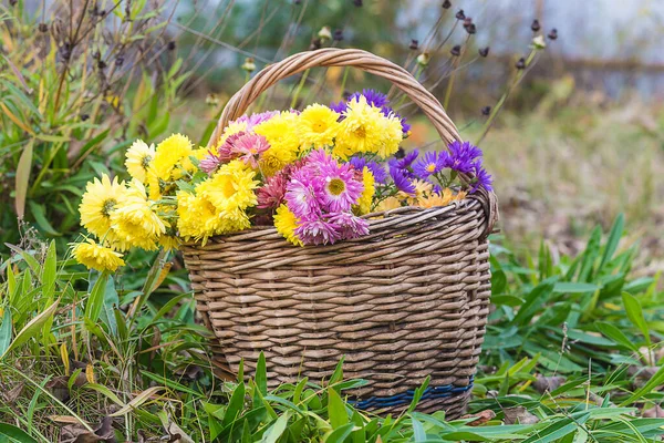 Vieux Panier Osier Avec Des Chrysanthèmes Jaunes Violets — Photo