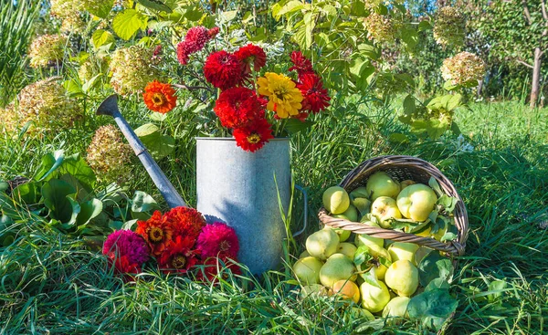 夏の園芸コンセプト 古い散水缶にジニアの花の束と熟したリンゴのバスケット — ストック写真