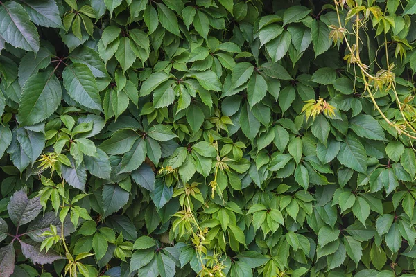 Mooie Natuurlijke Achtergrond Van Virginia Kruipende Bladeren — Stockfoto