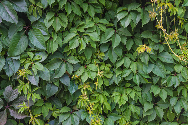 Beautiful natural background of virginia creeper leaves
