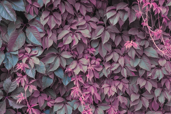 Beautiful Natural Background Virginia Creeper Leaves — Stock Photo, Image