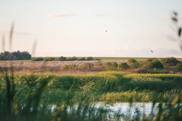 Av sezonu konsepti. İki ördeğin uçtuğu güzel ördek avlama yeri
