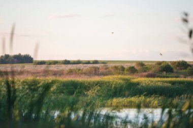 Gün batımında ördek avlamak için güzel bir yer.