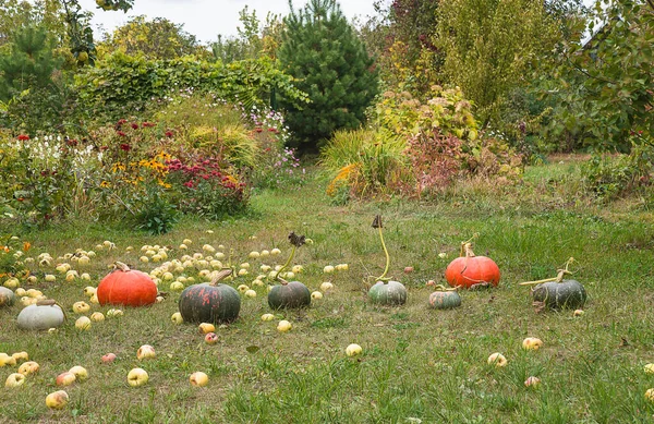 Podzimní Zahradnický Koncept Různé Zralé Dýně Jablka — Stock fotografie