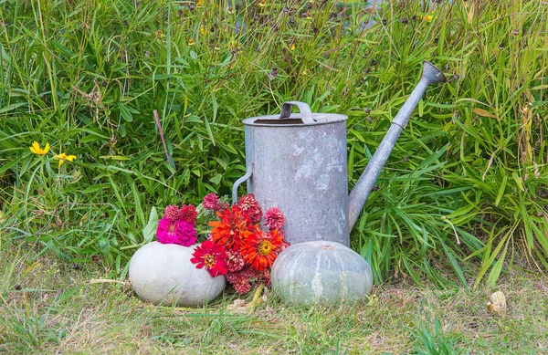 秋天园艺的概念 旧的浇水罐 成熟的南瓜和红色的紫苏花 — 图库照片