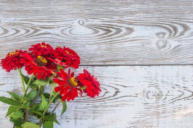 Beyaz boyalı ahşap sırtlı kırmızı zinya çiçekleri.