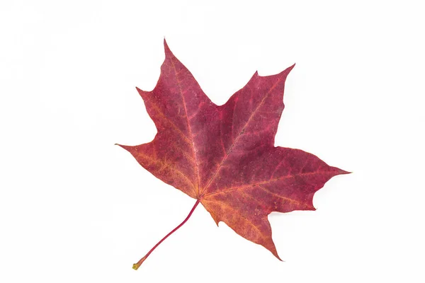 Beautiful Red Maple Leaf Isolated White Background — Stock Photo, Image