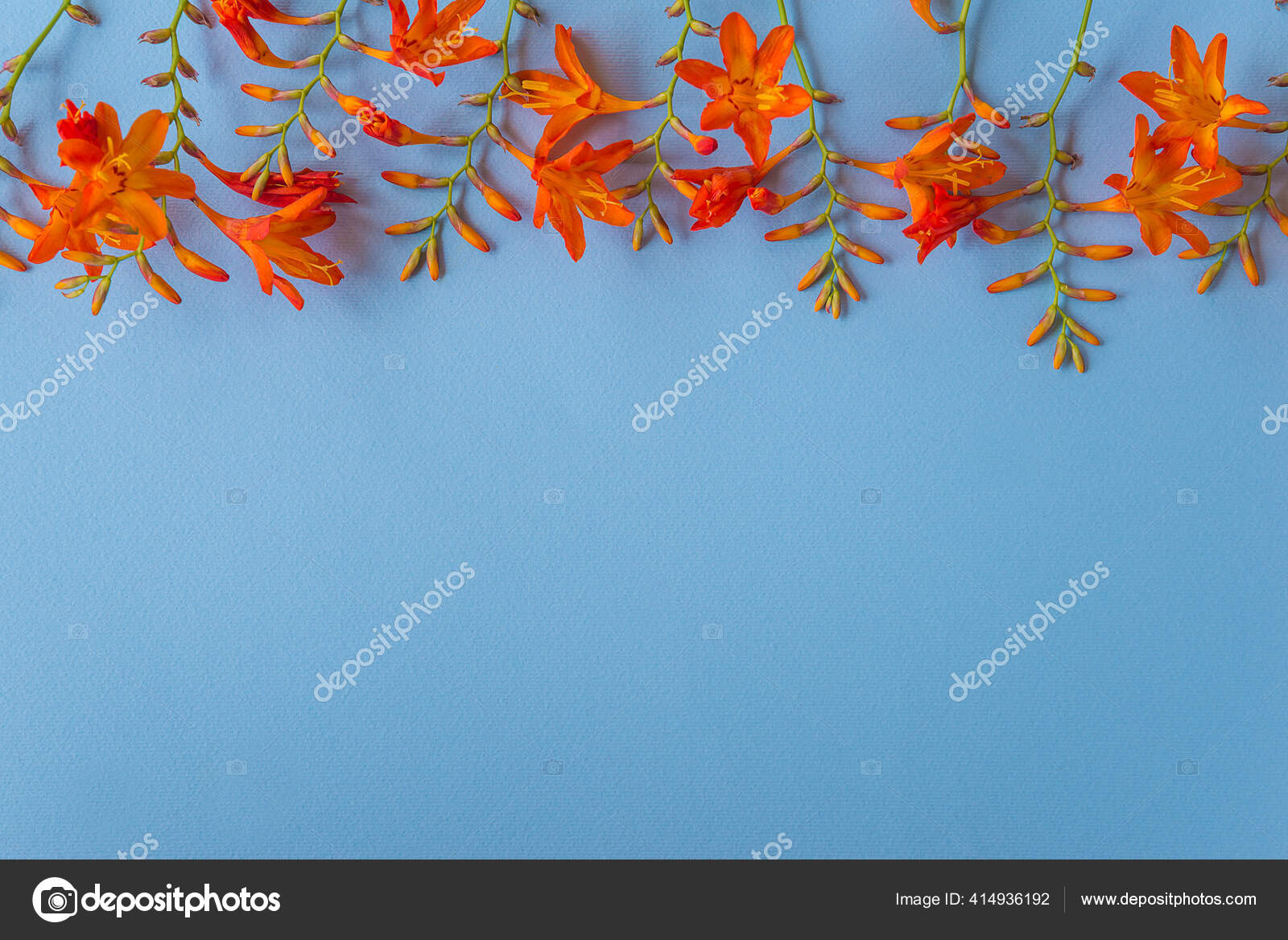 漂亮的花框蓝色背景的橙花 图库照片 C Stsvirkun