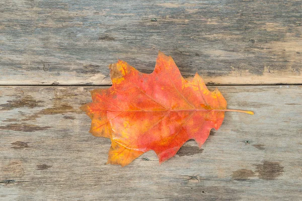 Herbst Orange Nasses Eichenblatt Auf Altem Holzhintergrund — Stockfoto