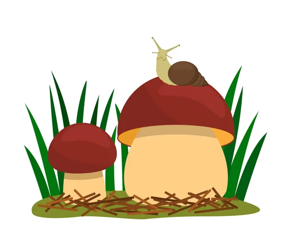 Två Boletus svamp i skogen på en bakgrund av gräs med en skog snigel. platt vektor illustration — Stock vektor
