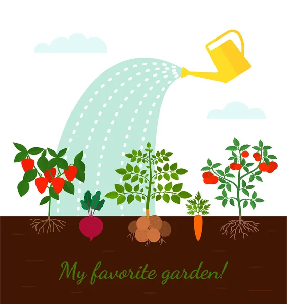 Camas de jardín con verduras de raíz. concepto de cosecha y productos ecológicos y ecológicos . — Vector de stock