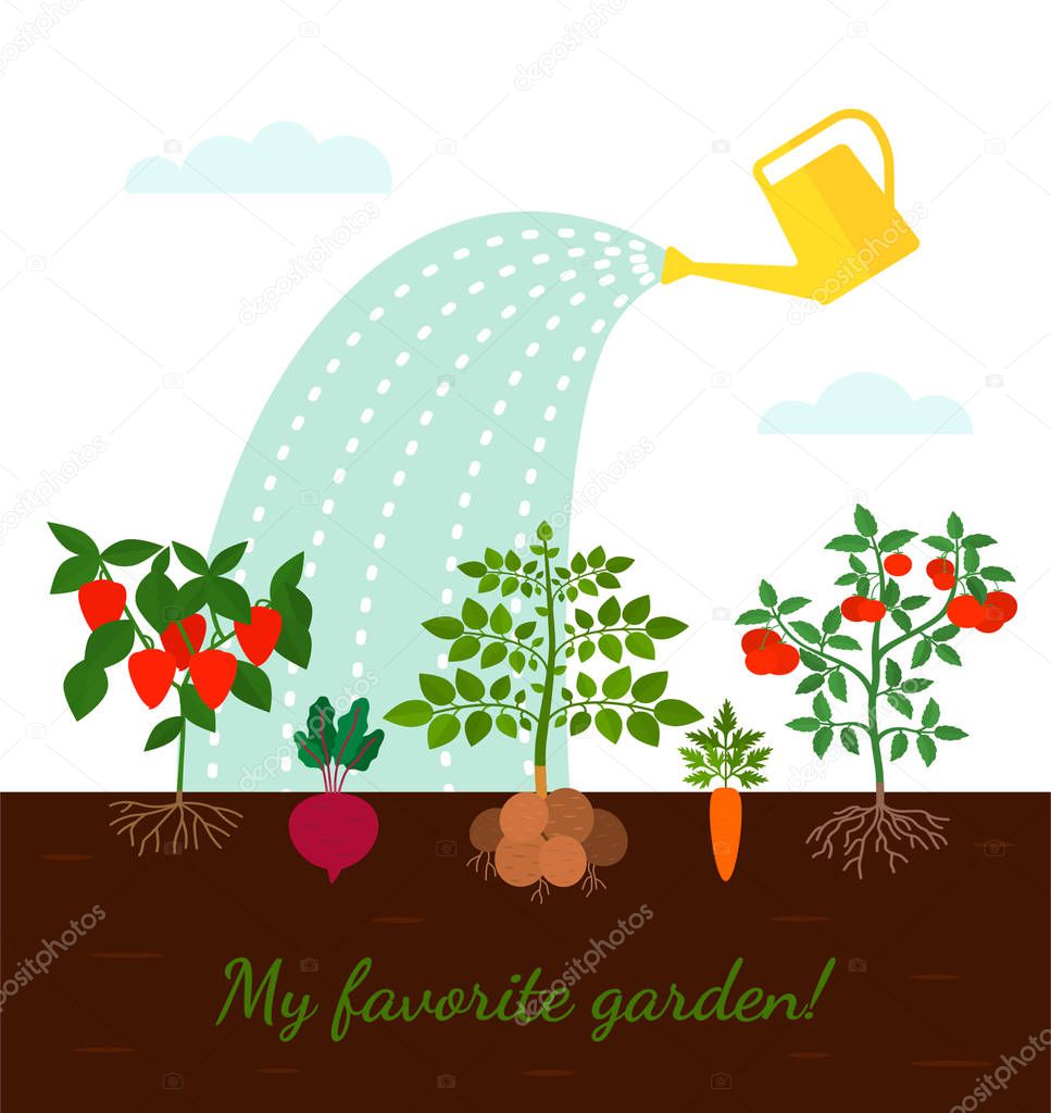 Garden beds with root vegetables. concept of harvest and ecological and organic products.