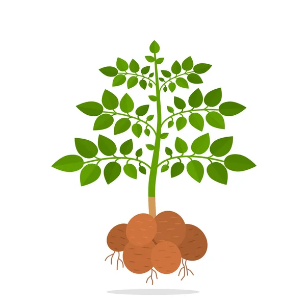 Bush tuber and green potatoes. concept of harvest and ripe vegetables. — Stock Vector