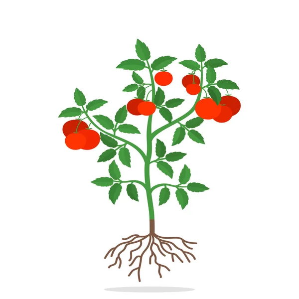 Bush tomaat met vruchten. concept van oogst en rijpe groenten. — Stockvector