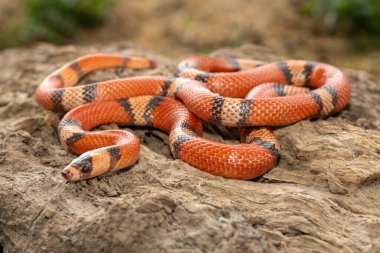 Güzel bir Honduras süt yılanı (Lampropeltis triangulum hondurensis), ölü bir kütük üzerinde. Honduras 'a özgü zehirli olmayan bir colubrid yılanı.