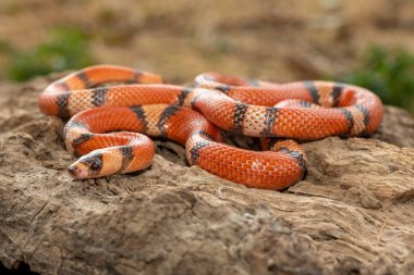 Güzel bir Honduras süt yılanı (Lampropeltis triangulum hondurensis), ölü bir kütük üzerinde. Honduras 'a özgü zehirli olmayan bir colubrid yılanı.