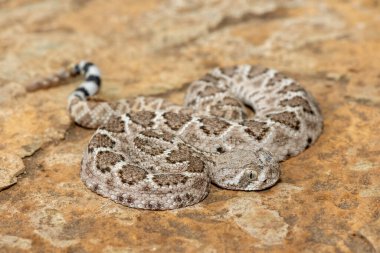 Güzel bir genç batı elmas sırtlı çıngıraklı yılanı (Crotalus atrox), Teksas elmas sırtlı çıngıraklı yılanı, kertenkele yılanı ve vızıltı kuyruğu olarak da bilinir. Kuzey Amerika 'ya özgü çok zehirli bir yılan.