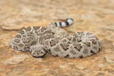 Güzel bir genç batı elmas sırtlı çıngıraklı yılanı (Crotalus atrox), Teksas elmas sırtlı çıngıraklı yılanı, kertenkele yılanı ve vızıltı kuyruğu olarak da bilinir. Kuzey Amerika 'ya özgü çok zehirli bir yılan.