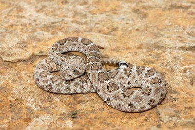 Güzel bir genç batı elmas sırtlı çıngıraklı yılanı (Crotalus atrox), Teksas elmas sırtlı çıngıraklı yılanı, kertenkele yılanı ve vızıltı kuyruğu olarak da bilinir. Kuzey Amerika 'ya özgü çok zehirli bir yılan.