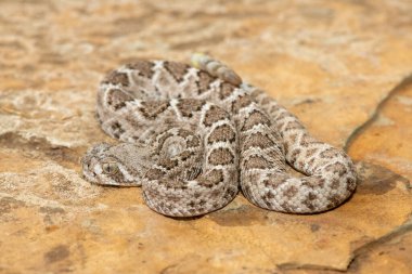 Güzel bir genç batı elmas sırtlı çıngıraklı yılanı (Crotalus atrox), Teksas elmas sırtlı çıngıraklı yılanı, kertenkele yılanı ve vızıltı kuyruğu olarak da bilinir. Kuzey Amerika 'ya özgü çok zehirli bir yılan.