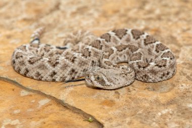 Güzel bir genç batı elmas sırtlı çıngıraklı yılanı (Crotalus atrox), Teksas elmas sırtlı çıngıraklı yılanı, kertenkele yılanı ve vızıltı kuyruğu olarak da bilinir. Kuzey Amerika 'ya özgü çok zehirli bir yılan.