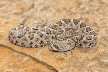 Güzel bir genç batı elmas sırtlı çıngıraklı yılanı (Crotalus atrox), Teksas elmas sırtlı çıngıraklı yılanı, kertenkele yılanı ve vızıltı kuyruğu olarak da bilinir. Kuzey Amerika 'ya özgü çok zehirli bir yılan.