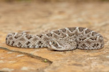 Güzel bir genç batı elmas sırtlı çıngıraklı yılanı (Crotalus atrox), Teksas elmas sırtlı çıngıraklı yılanı, kertenkele yılanı ve vızıltı kuyruğu olarak da bilinir. Kuzey Amerika 'ya özgü çok zehirli bir yılan.