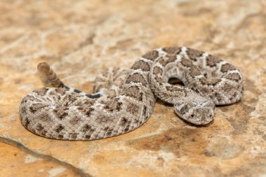 Güzel bir genç batı elmas sırtlı çıngıraklı yılanı (Crotalus atrox), Teksas elmas sırtlı çıngıraklı yılanı, kertenkele yılanı ve vızıltı kuyruğu olarak da bilinir. Kuzey Amerika 'ya özgü çok zehirli bir yılan.