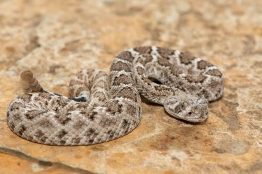 Güzel bir genç batı elmas sırtlı çıngıraklı yılanı (Crotalus atrox), Teksas elmas sırtlı çıngıraklı yılanı, kertenkele yılanı ve vızıltı kuyruğu olarak da bilinir. Kuzey Amerika 'ya özgü çok zehirli bir yılan.