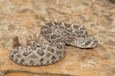 Güzel bir genç batı elmas sırtlı çıngıraklı yılanı (Crotalus atrox), Teksas elmas sırtlı çıngıraklı yılanı, kertenkele yılanı ve vızıltı kuyruğu olarak da bilinir. Kuzey Amerika 'ya özgü çok zehirli bir yılan.