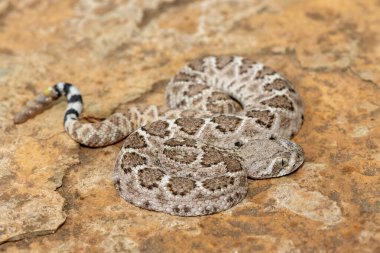 Güzel bir genç batı elmas sırtlı çıngıraklı yılanı (Crotalus atrox), Teksas elmas sırtlı çıngıraklı yılanı, kertenkele yılanı ve vızıltı kuyruğu olarak da bilinir. Kuzey Amerika 'ya özgü çok zehirli bir yılan.