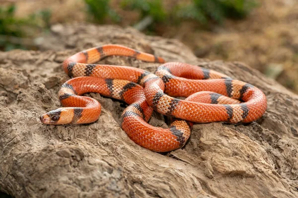 Güzel bir Honduras süt yılanı (Lampropeltis triangulum hondurensis), ölü bir kütük üzerinde. Honduras 'a özgü zehirli olmayan bir colubrid yılanı.