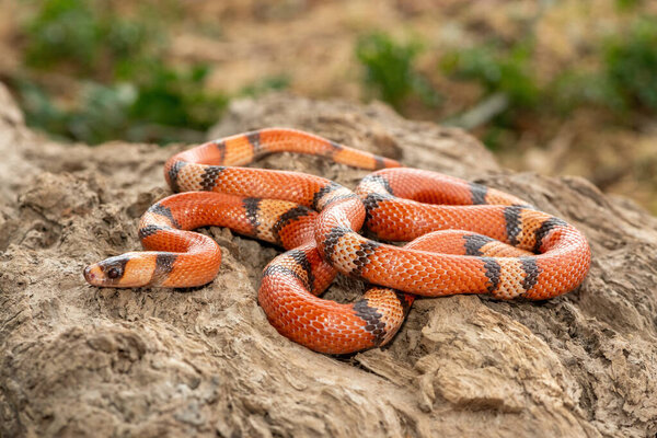 Красивая гондурасская молочная змея (Lampropeltis triangulum hondurensis), на мертвом бревне. Неядовитая колючая змея, обитающая в Гондурасе
